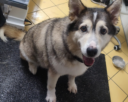 Pfotentreff – Hundesalon in Baindt unter Baindt, 