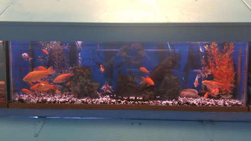 Pet Store «Fontana Tropical Fish & Pets», reviews and photos, 9830 Sierra Ave, Fontana, CA 92335, USA
