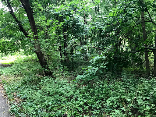 Nature Preserve «Dolan Pond Conservation Area», reviews and photos, Webster Park, West Newton, MA 02465, USA