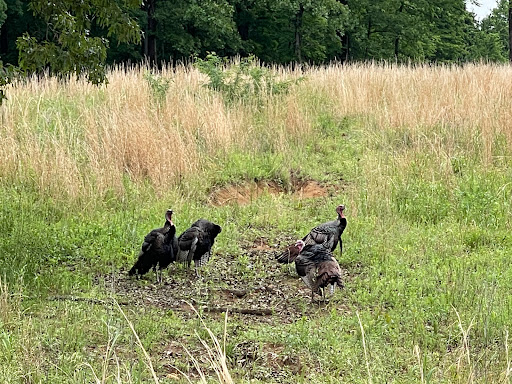 Nature Preserve «Elk and Bison Prairie», reviews and photos, Elk & Bison Prairie Rd, Golden Pond, KY 42211, USA