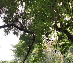 Srengseng City Forest photo