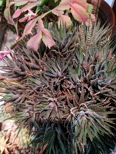 Explore small hummingbird tattoo ideas, creative tattoo ideas in Rochester, available at Dorje Adornments