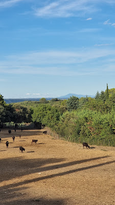 Manade de la clastre à Sanilhac-Sagriès