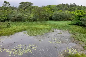 Diyasaru Park Bird Watching Tower image