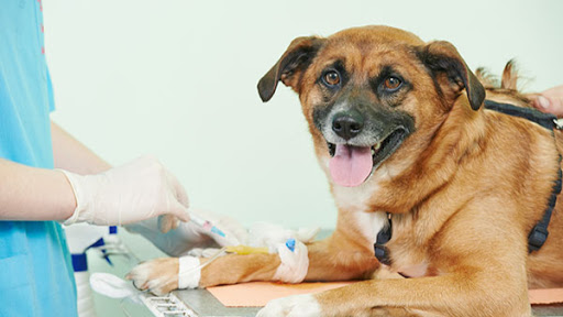 Haney Animal Hospital image