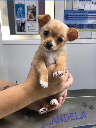 Centro Veterinario Razas-telde en Telde