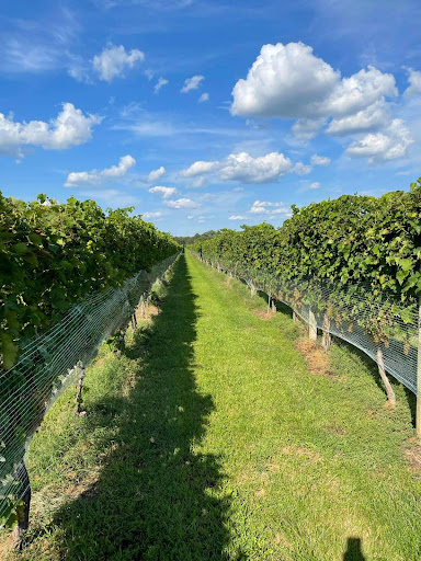 Vineyard «Crow Farm», reviews and photos, 12441 Vansant Corner Rd, Kennedyville, MD 21645, USA