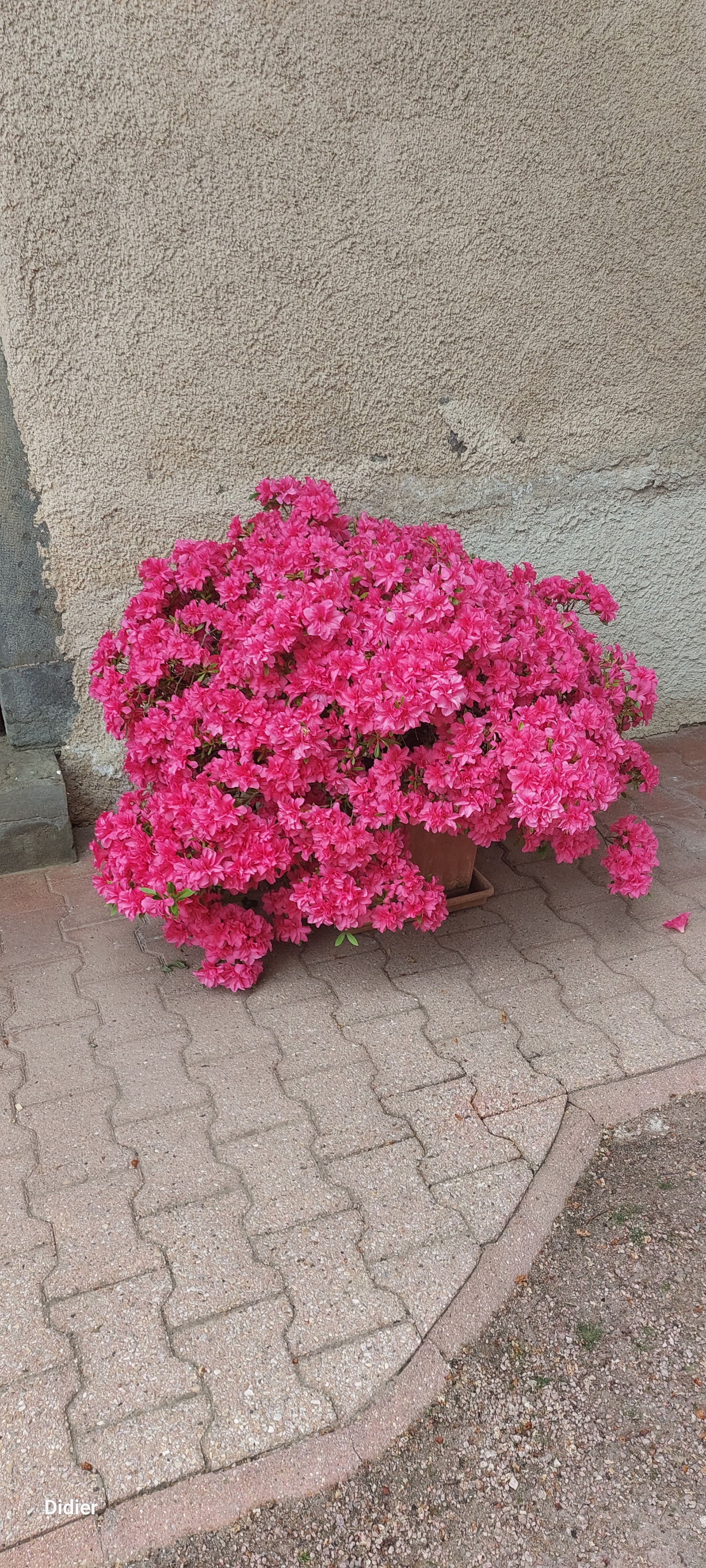Photo n° 10 de l'avis de DIDIER.S fait le 25/05/2023 à 20:40