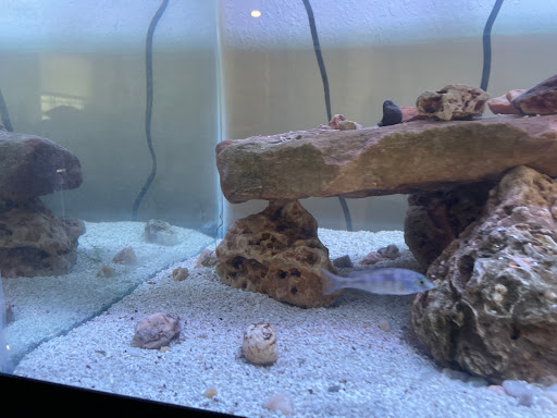 Pet Supply Store «Tropical World Pets», reviews and photos, 8444 Watson Rd, Webster Groves, MO 63119, USA