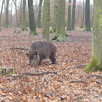 Photo n°1 de l'avis de Marc.c fait le 12/01/2020 à 18:58 sur le  Wildpark Diedrichsburg à Melle