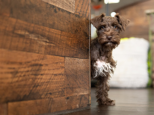 Pet Adoption Service «Petland Davie», reviews and photos, 11482 W State Rd 84, Davie, FL 33325, USA