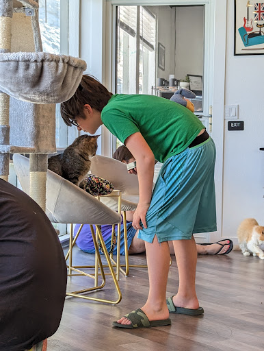 Frisky Business Palm Springs Cat Cafe image