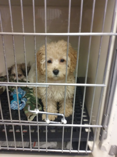 Pet Store «Just Puppies Inc», reviews and photos, 1028 York Rd, Towson, MD 21204, USA