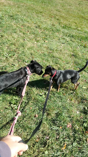 Dog Park «Beverly Dog Park», reviews and photos, L P Henderson Rd, Beverly, MA 01915, USA