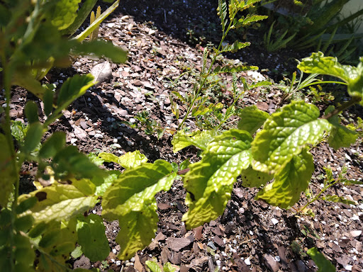 Community Center «College Park Community Center», reviews and photos, 2393 Elizabeth Ave, Orlando, FL 32804, USA