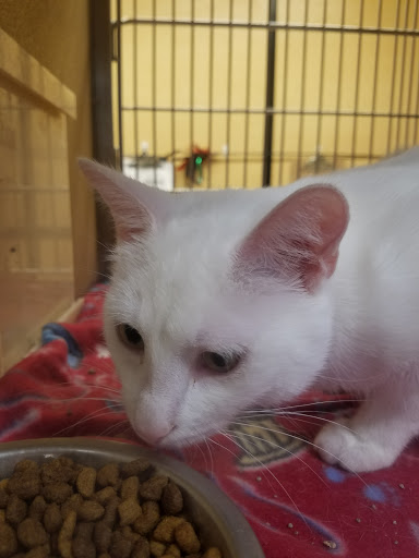 Pet Supply Store «PetSmart», reviews and photos, 1460 Koester Rd, Forsyth, IL 62535, USA