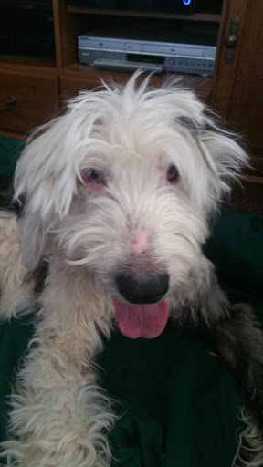 Pet Supply Store «Pet Supplies Plus», reviews and photos, 15060 Eureka Rd, Southgate, MI 48195, USA