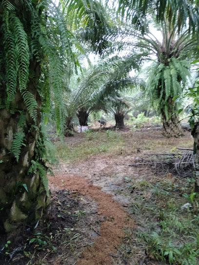 Kebun sawit h sukri