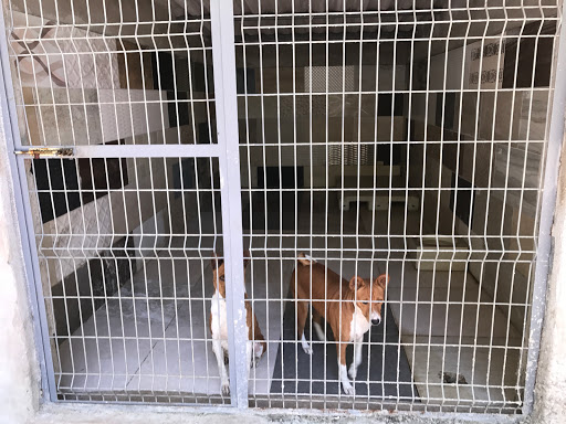 Antalya Köpek Pansiyon / PET OTEL / Köpek Üretim Çiftliği - LARA DOG KENNEL