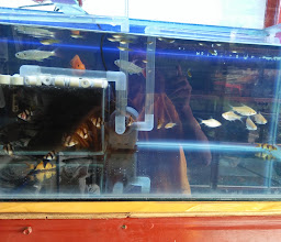 Don3² Aquarium photo