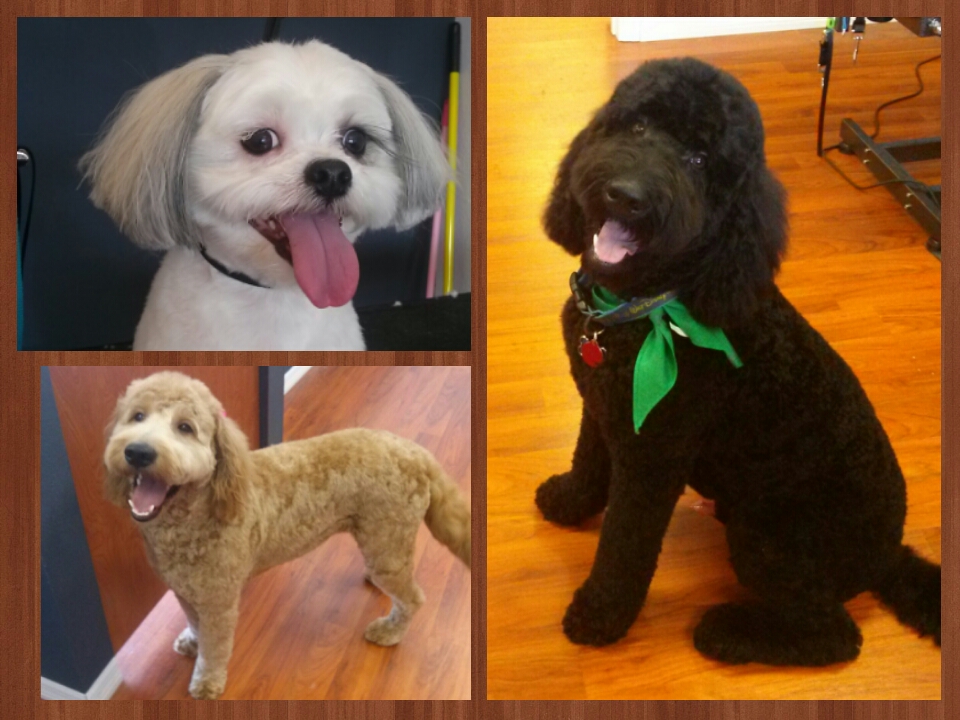 P's and Q's Dog Grooming