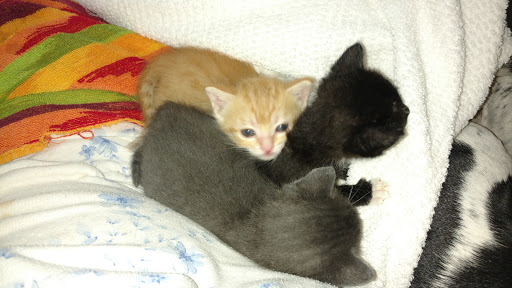 Pet Supply Store «Petco Animal Supplies», reviews and photos, 21348 Kuykendahl Rd, Spring, TX 77379, USA