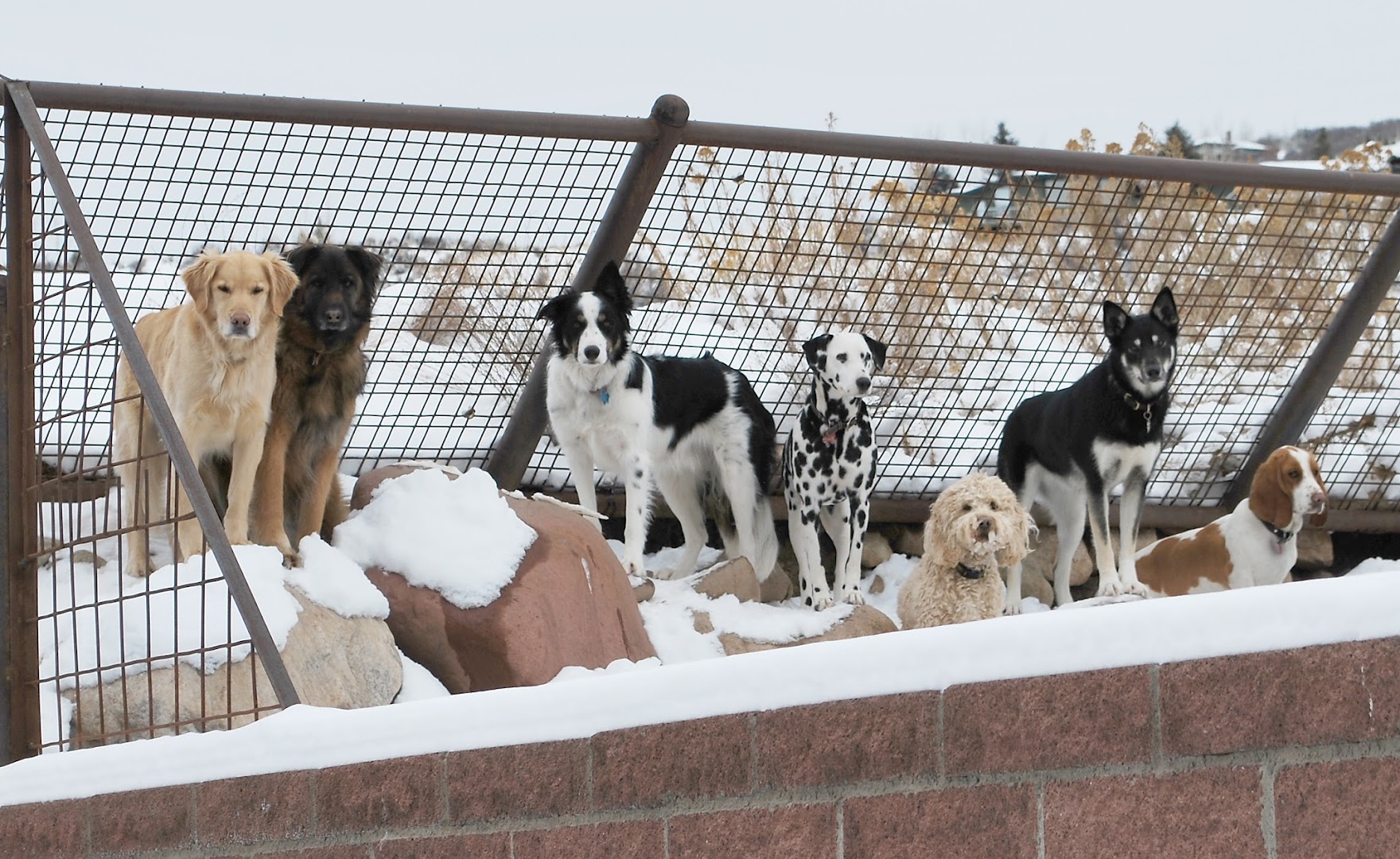 Aspen Animal Shelter