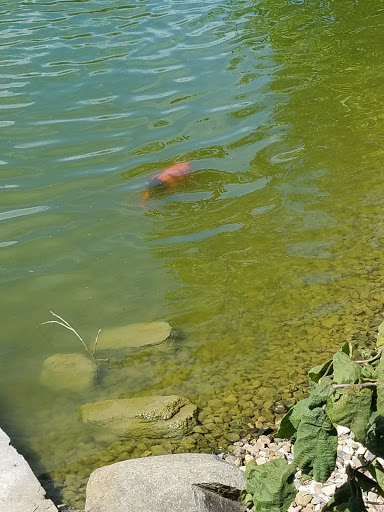 Fish Farm «Kloubec Koi», reviews and photos, 1375 Baxter Ave NW, Amana, IA 52203, USA