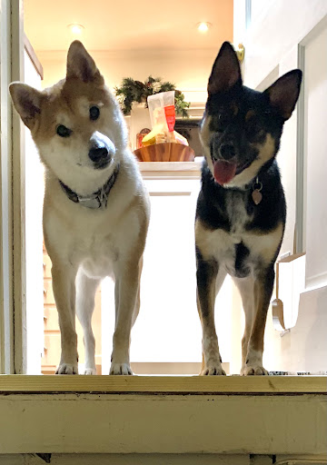 Dog Trainer «Mad 4 My Dog», reviews and photos, 702 E Temperance St, Ellettsville, IN 47429, USA