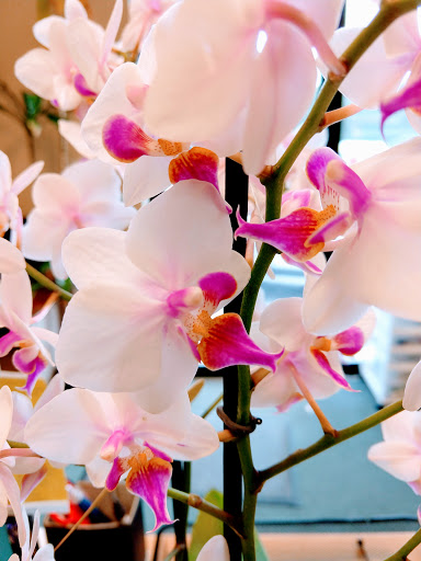 House Cleaning Service «Total Home Cleaning», reviews and photos, 31 Chatham Rd e, Summit, NJ 07901, USA