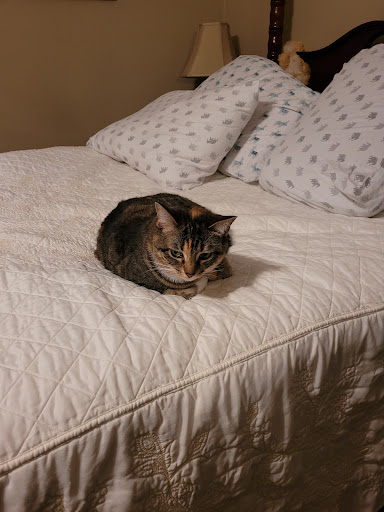 Ayer Ann a DVM image