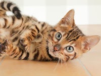 ペッツファースト 大高店