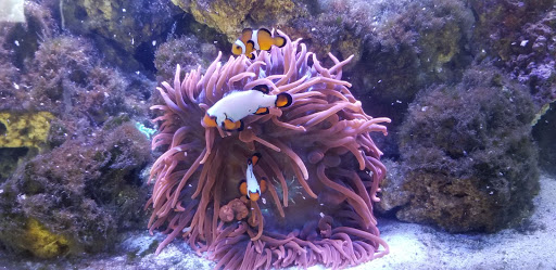 Pet Supply Store «PetSmart», reviews and photos, 3540 Youngfield St, Wheat Ridge, CO 80033, USA