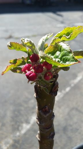 Book Store «Pipe & Thimble Bookstore», reviews and photos, 24830 Narbonne Ave, Lomita, CA 90717, USA