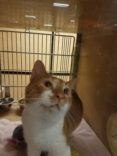 Pet Supply Store «PetSmart», reviews and photos, 2122 N 2nd St, Millville, NJ 08332, USA