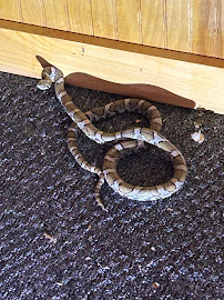 Apex Pest Solutions - Photo 8 - Car repair in Milton, VT, Burlington