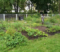 Interkultureller Garten Lichtenberg photo