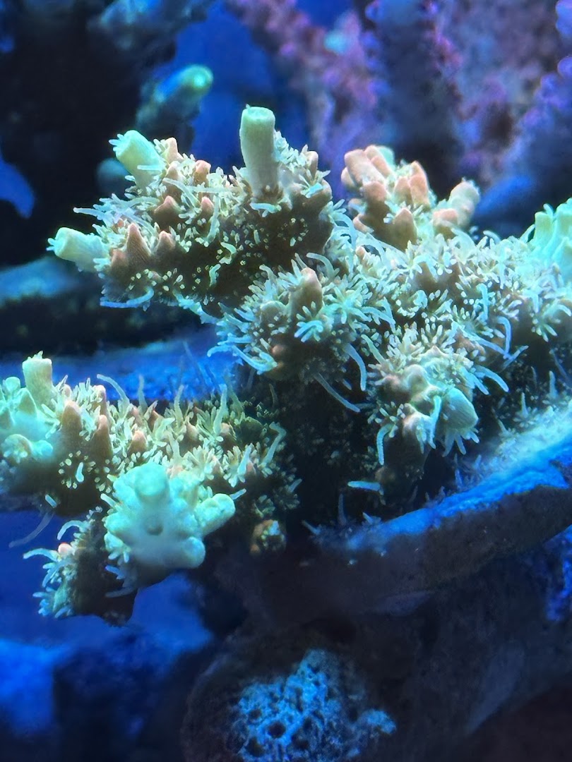 Reef Nerd Aquatics
