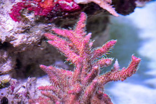 Tropical Fish Store «Greenwich Aquaria», reviews and photos, 1064 E Putnam Ave, Riverside, CT 06878, USA