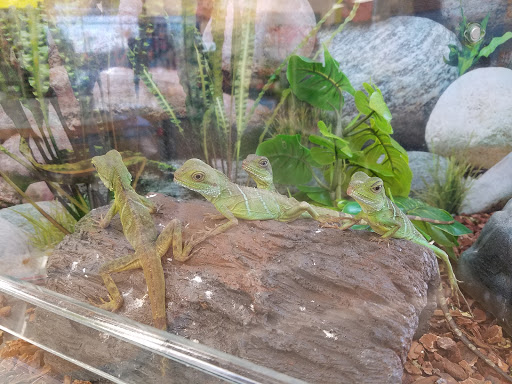 Pet Supply Store «Petco Animal Supplies», reviews and photos, 3452 W Chandler Blvd, Chandler, AZ 85226, USA