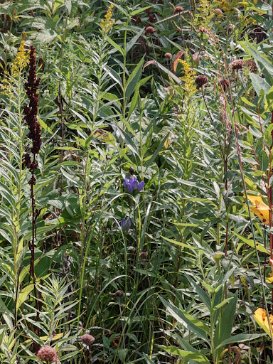 Park «Theodore Wirth Regional Park», reviews and photos, 1339 Theodore Wirth Pkwy, Golden Valley, MN 55422, USA