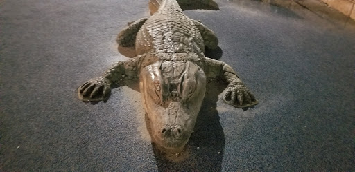 Museum «Tampa Bay History Center», reviews and photos, 801 Old Water St, Tampa, FL 33602, USA