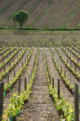 Domaine Boussey Laurent à Monthelie