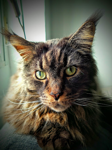 Clínica Veterinaria Patraix en Valencia