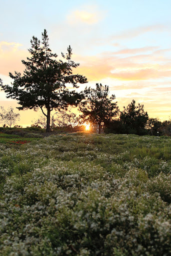 Park «Mike Ward Community Park Woodbridge», reviews and photos, 20 Lake Rd, Irvine, CA 92604, USA