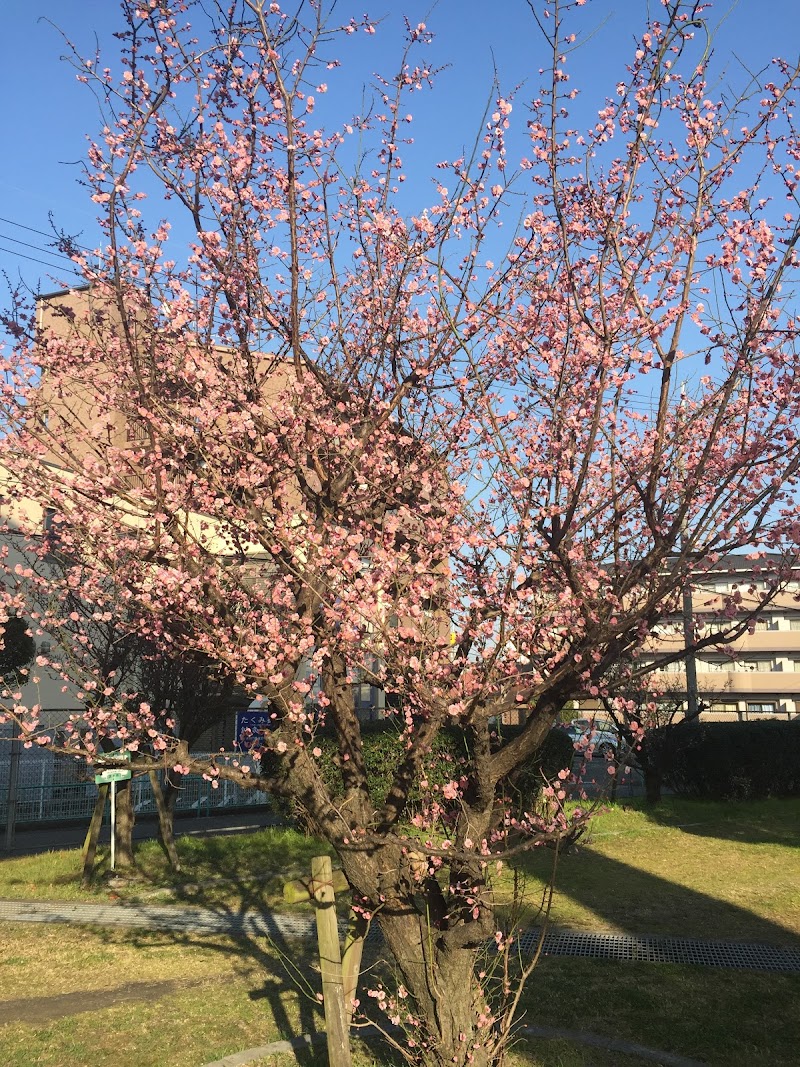 南茨木緑地 梅林