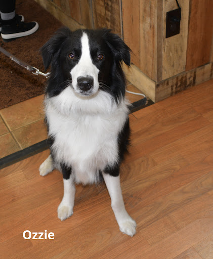 Pet Supply Store «The Natural Pet Enrichment Center», reviews and photos, 6720 Royalton Rd, North Royalton, OH 44133, USA