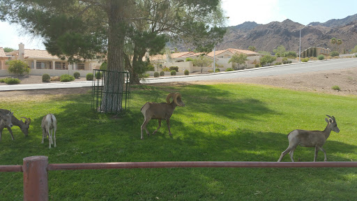 Hotel «Hoover Dam Lodge», reviews and photos