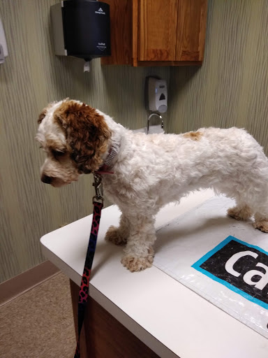 Pet Supply Store «Pet Supplies Plus», reviews and photos, 2155 Delaware Ave, Buffalo, NY 14216, USA