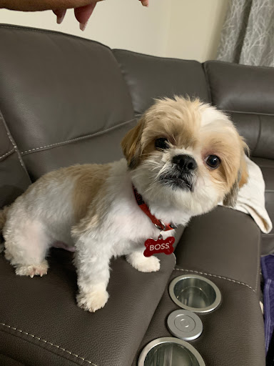 Pet Supply Store «PetSmart», reviews and photos, 13241 Gateway Center Dr, Gainesville, VA 20155, USA